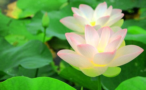 ���ɻ�����˵�θ壨ͨ��10ƪ��