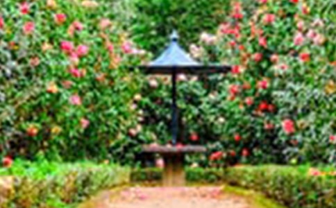 巨人的花园说课稿(精选12篇)