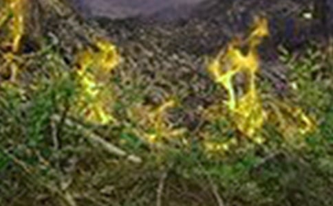 预防森林火灾倡议书15篇