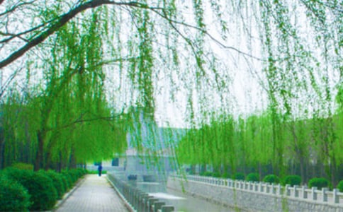 《柳树》教学反思