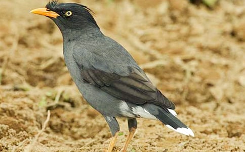 ��ࡶ��ѻ��ˮ��˵�θ壨ͨ��12ƪ��