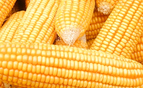 玉米收购合同范本(通用24篇)