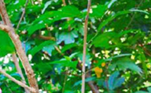 适合早安的经典语录