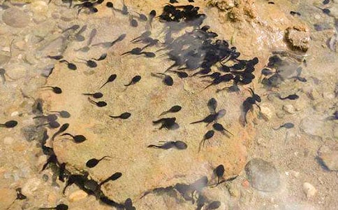 ��С��������衷˵�θ壨��ѡ11ƪ��