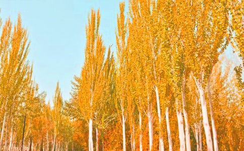 语文白杨教学反思