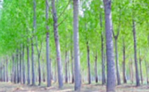 读《白杨》有感