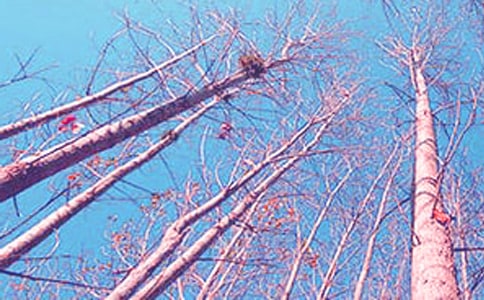 《白杨礼赞》教学反思