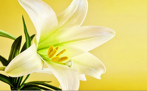 《百合花》教学反思