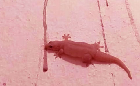 《小壁虎借尾巴》教学反思【精品】