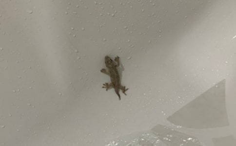 《小壁虎借尾巴》教学反思