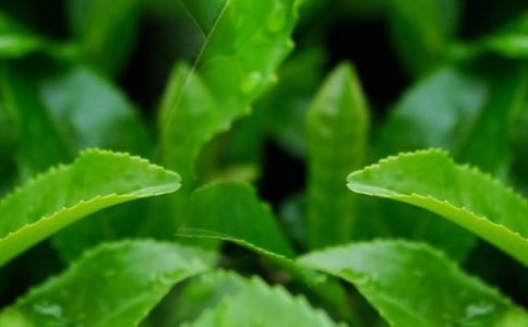 茶叶购销合同范本