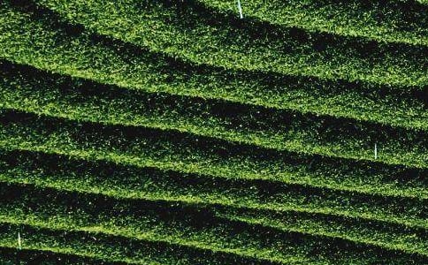 茶叶购买合同(5篇)