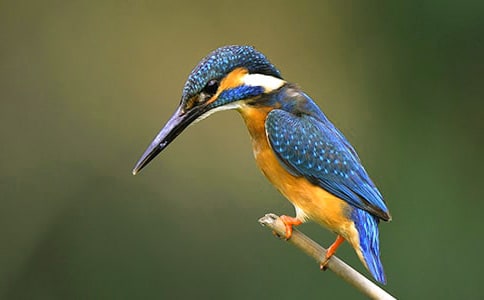 小学语文《翠鸟》教学反思