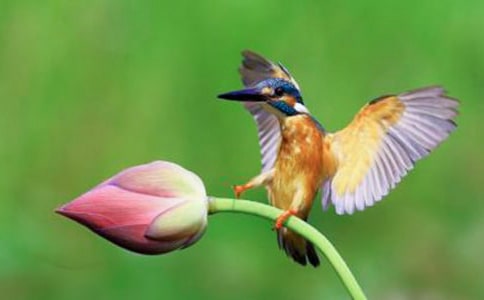 《翠鸟》教学反思14篇