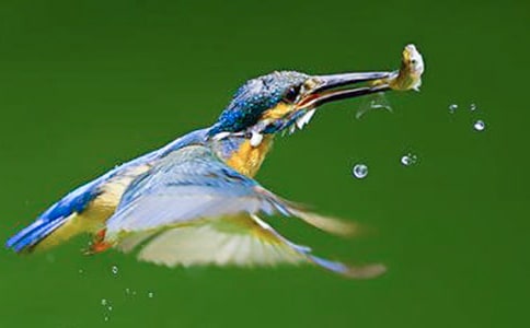 语文《翠鸟》教学反思