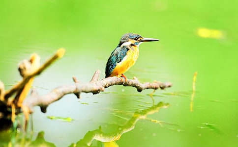 翠鸟教学反思13篇