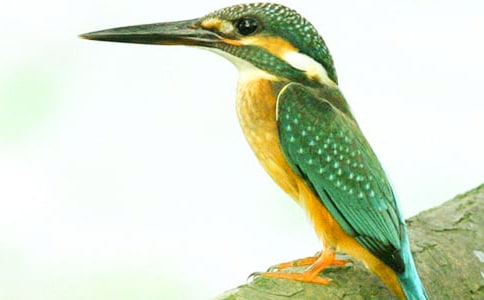 三年级语文《翠鸟》的教学反思