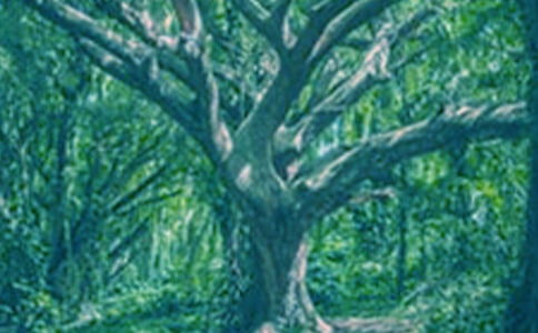 大树的故事教学反思汇编12篇