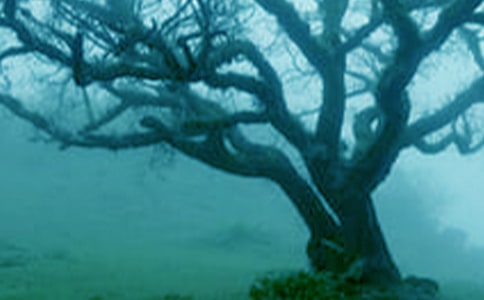 大树的故事教学反思(12篇)