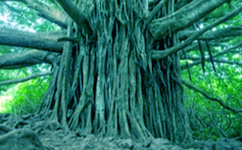 《小苗与大树的对话》教学反思