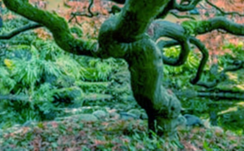 大树的故事教学反思