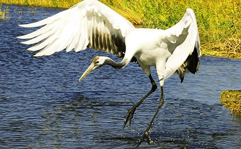 《美丽的丹顶鹤》第二课时教学反思