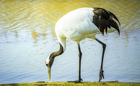《美丽的丹顶鹤》教学反思15篇