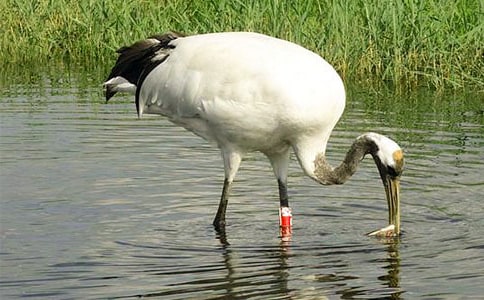 《美丽的丹顶鹤》教学反思集锦15篇