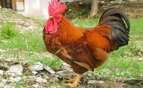 《美丽的公鸡》教案范文