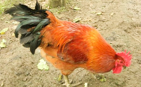 小公鸡和小鸭子简短优秀教学反思