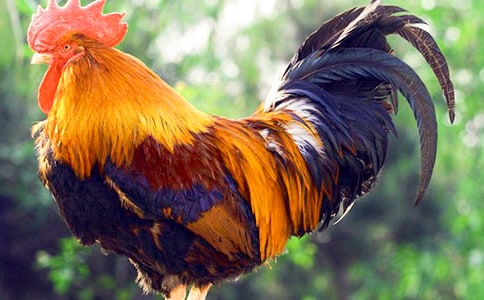 小公鸡和小鸭子教学反思8篇