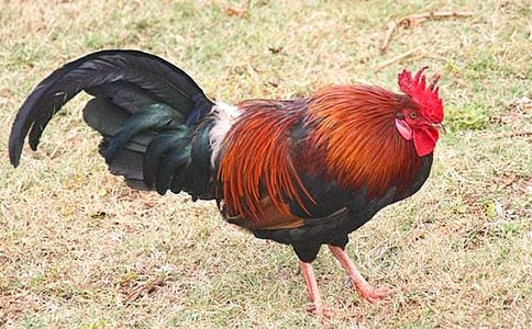 小公鸡和小鸭子教学反思(10篇)