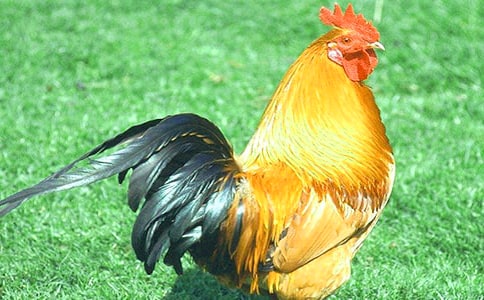 《小公鸡和小鸭子》教学反思10篇