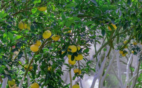 果园承包经营简单合同