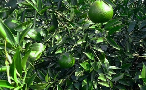 果园机器人教学反思