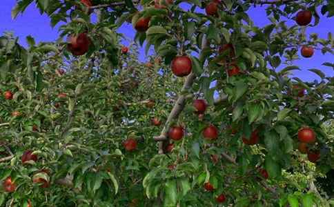 果园机器人教学反思