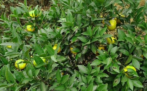 个人果园承包合同13篇