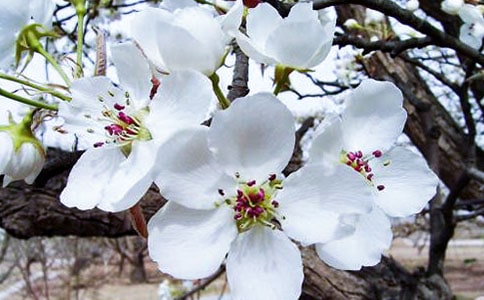 【热门】大鱼海棠观后感