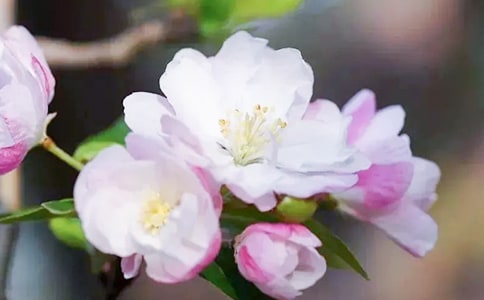 大鱼大鱼海棠经典语录