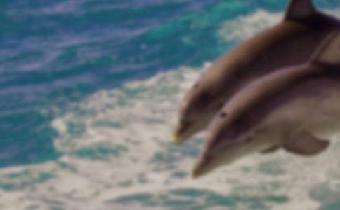 《海豚湾》观后感