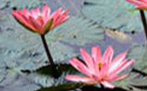 荷花教学反思(15篇)