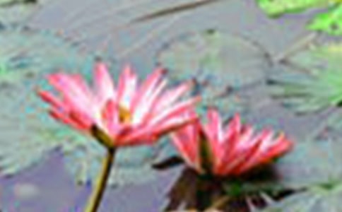 《荷花》教学反思【合集】