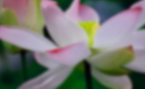 《荷花》教学反思