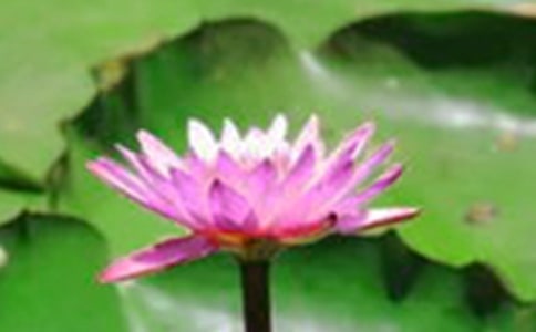 课文《荷花》教学反思