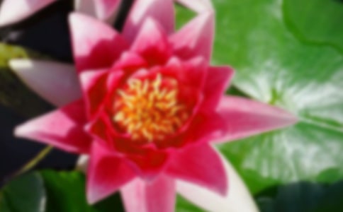 荷花教学反思《荷花》