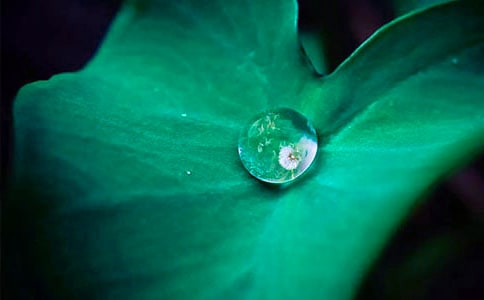 《荷叶圆圆》教学反思(优)