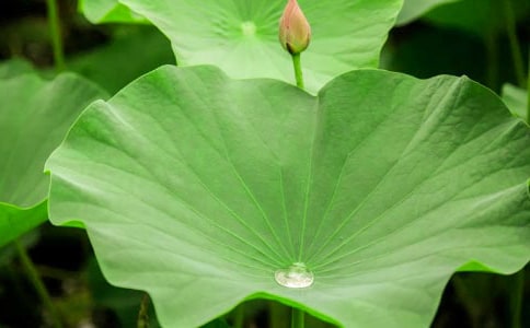 【必备】荷叶圆圆教学反思