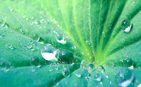 《荷叶圆圆》教学反思(15篇)