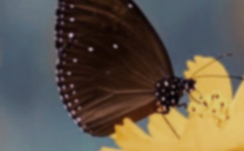 美丽的蝴蝶教学反思