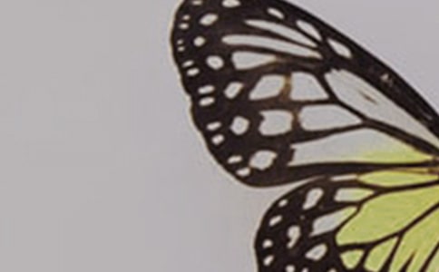 小班美术教案:蝴蝶和花教案及教学反思